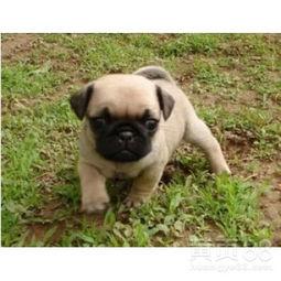 巴哥爆料新版本视频播放,新版本视频播放功能革新来袭! 第3张 巴哥爆料新版本视频播放,新版本视频播放功能革新来袭! 第3张